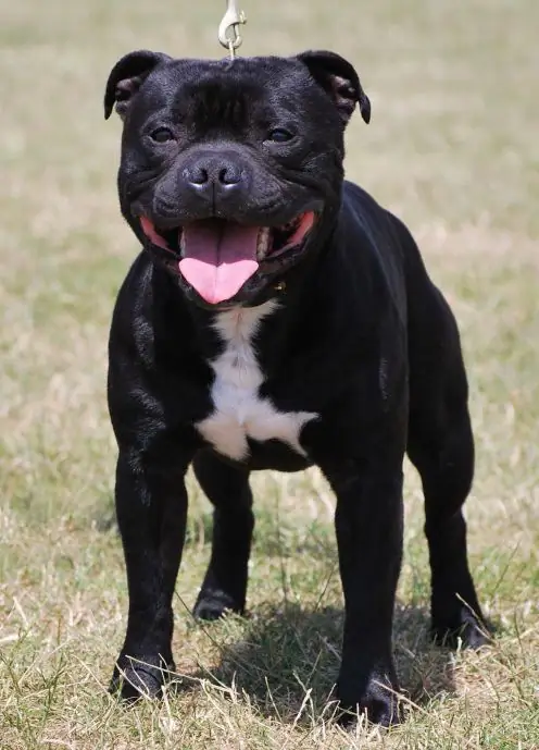 engelsk staffordshire bull terrier