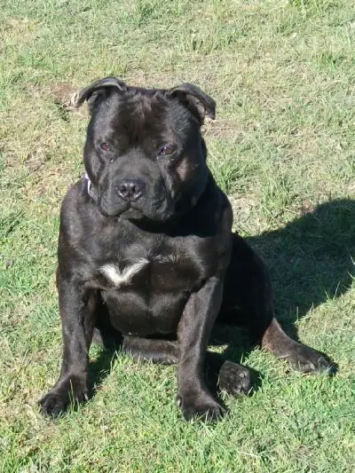 staffordshire bullterrier