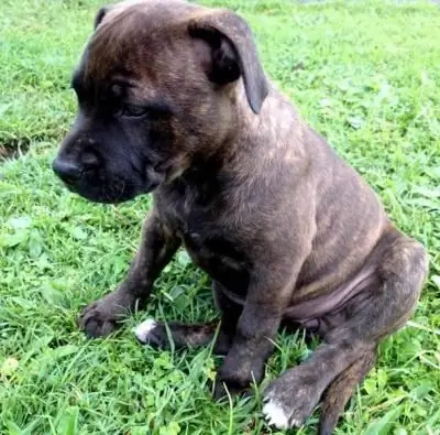 engelsk staffordshire bull terrier anmeldelser