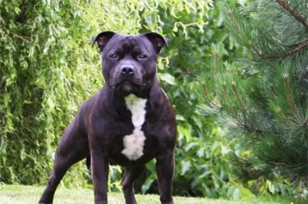 staffordshire bull terrier иесінің пікірлері