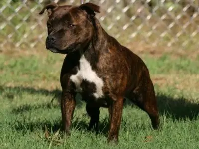 ภาษาอังกฤษ Staffordshire Bull Terrier ภาพถ่าย