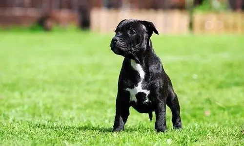 անգլերեն Staffordshire bull terrier գինը