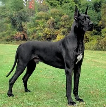 great dane german