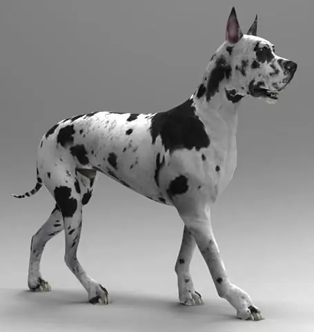 Great Dane standaard