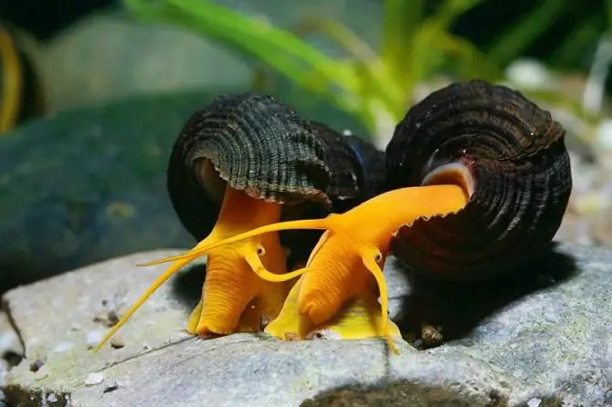 ano ang kinakain ng mga domestic snails