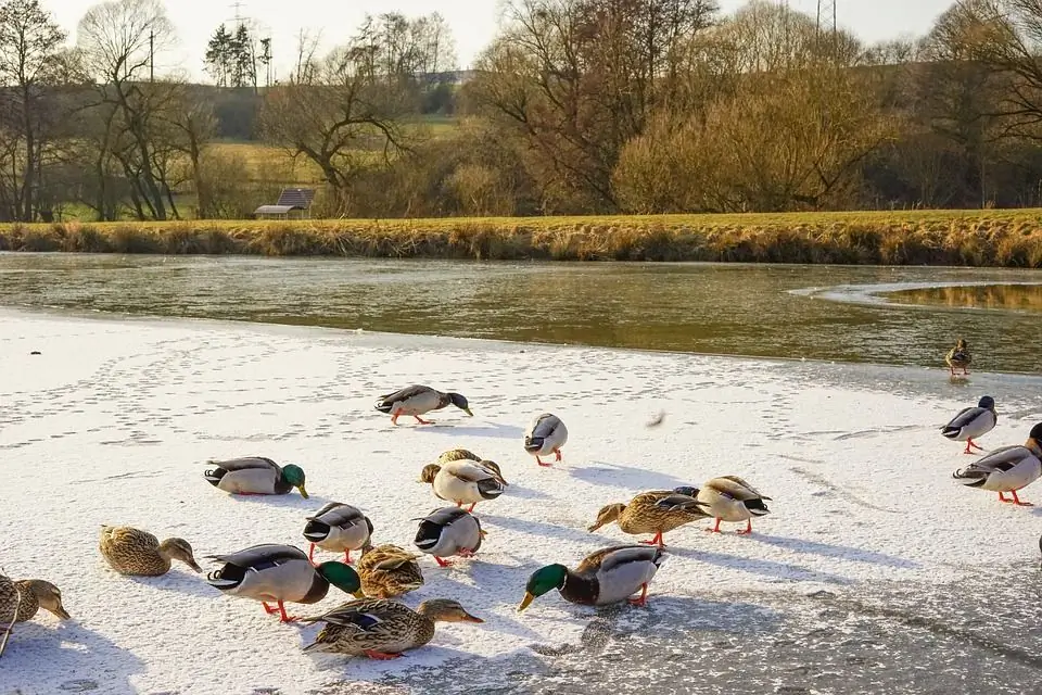 Mating av gjess om vinteren