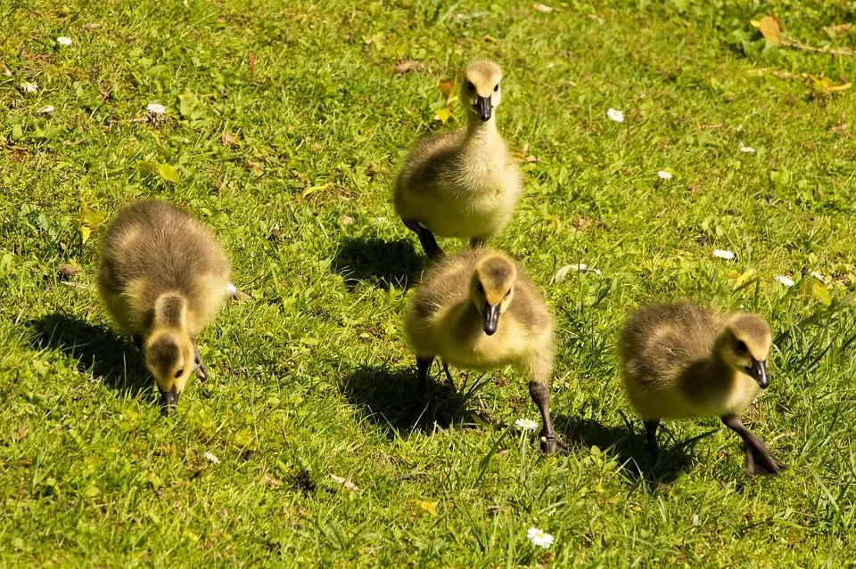 Tenere animali giovani