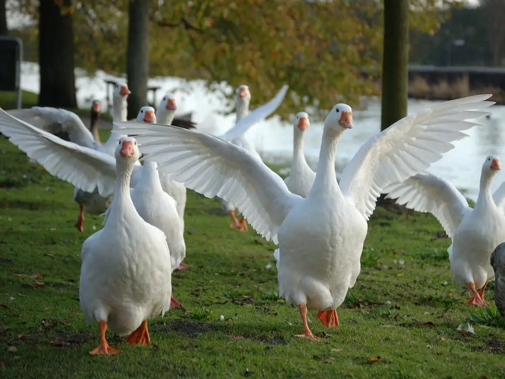 Feeding geese: breeding features, feeding norms and diet, advice from experienced farmers