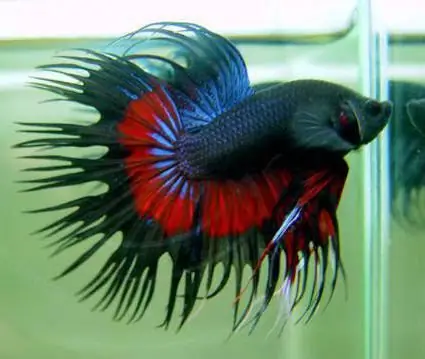 Aquarium cockerel fish - maintenance, care and compatibility with other fish