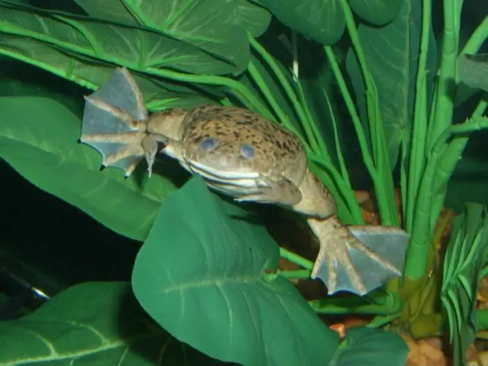 contenido de rana con garras