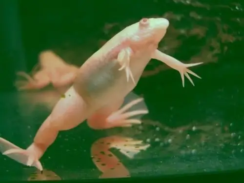 white frog