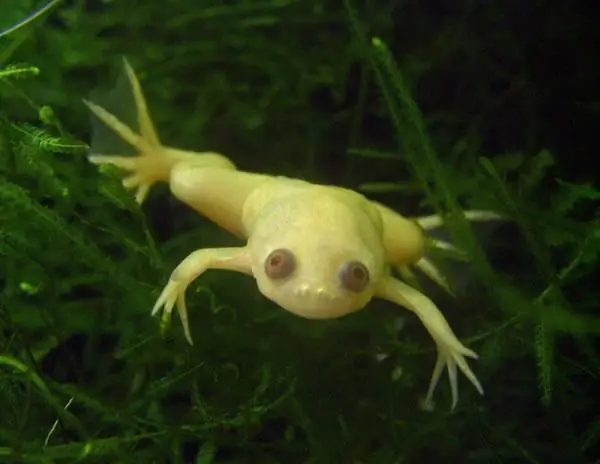 clawed frogs breeding