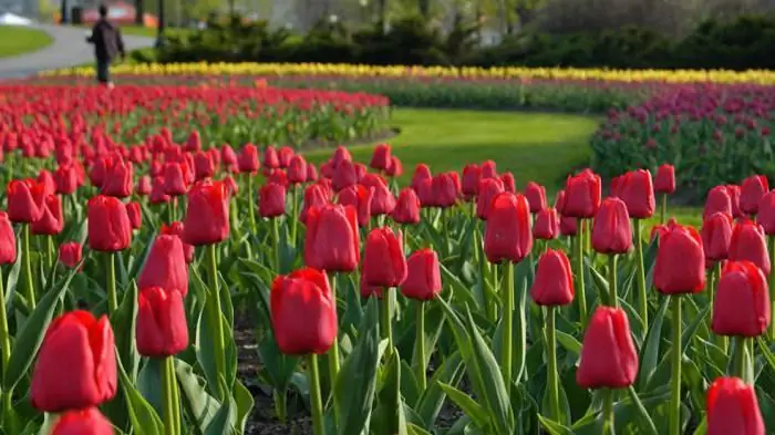 die tulp legkaart