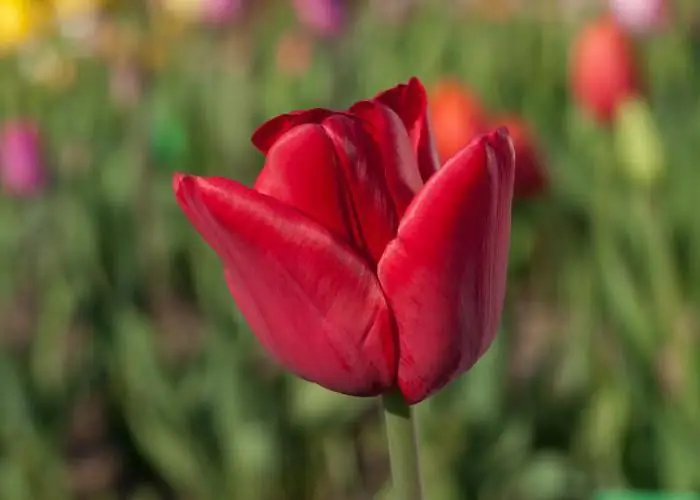 endevinalla de tulipa per a nens