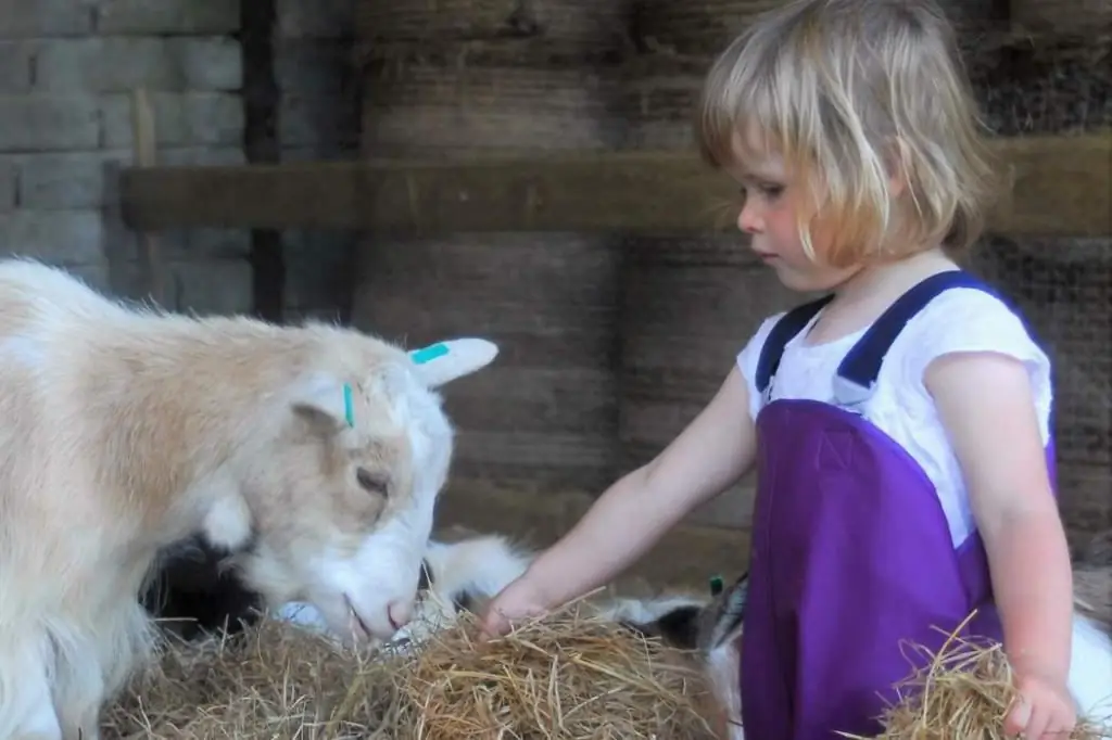 kinderen die dieren voeren