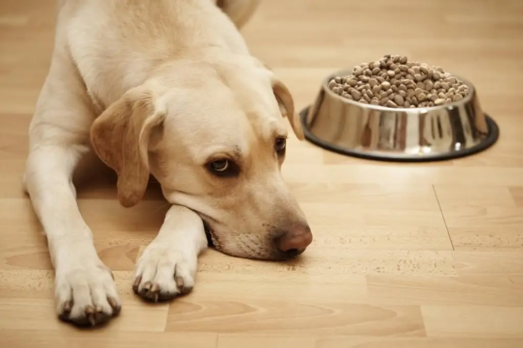 Il cane si rifiuta di mangiare