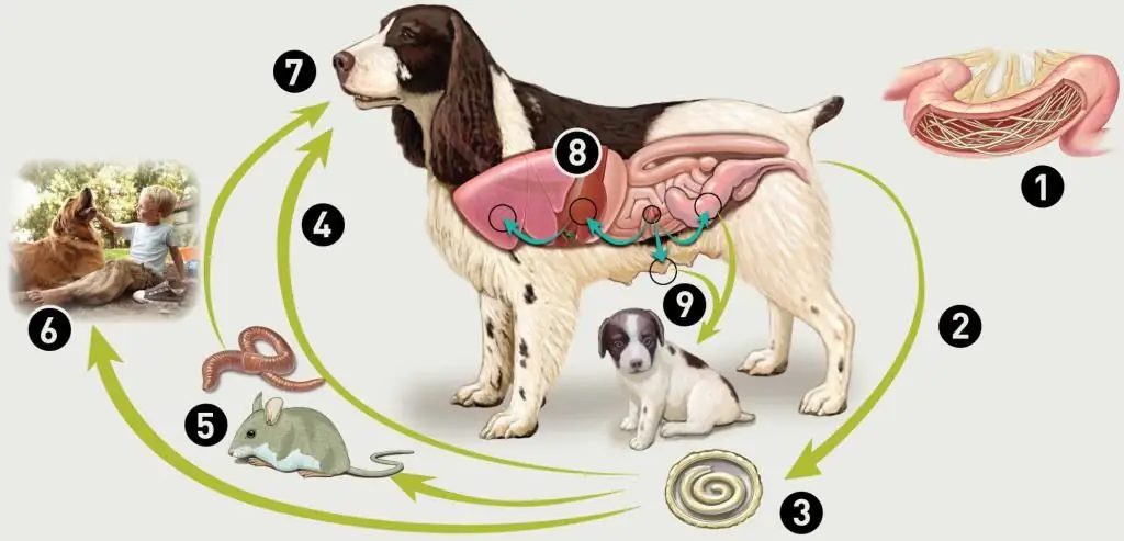 ciclo parassitario