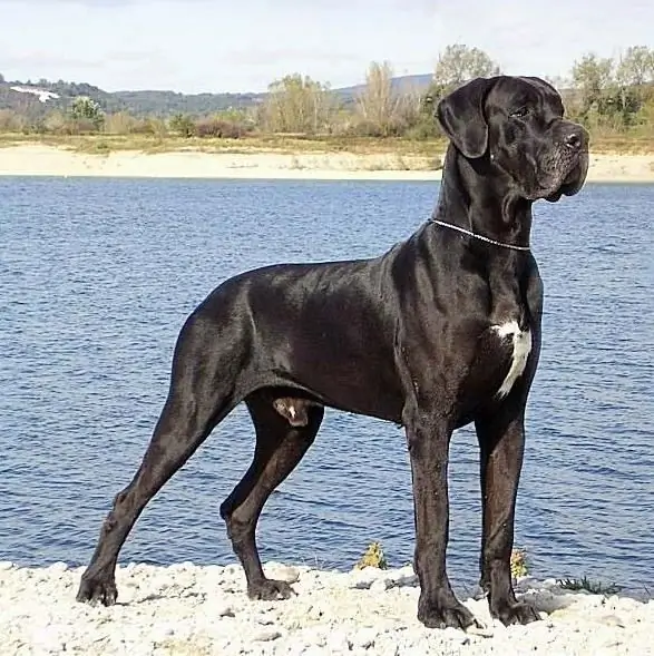 Great Dane