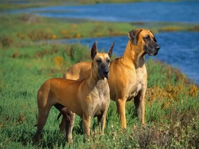 Foto Great Dane