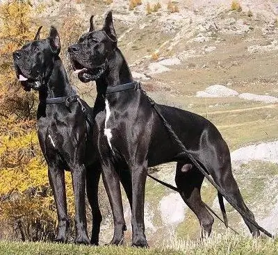 Giá Great Dane