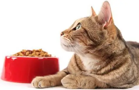 come trasferire un gatto in un alimento diverso