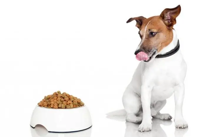 Djimon dog food - he althy food, happy pet