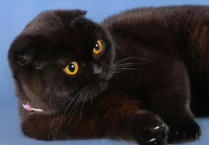 chat british shorthair noir