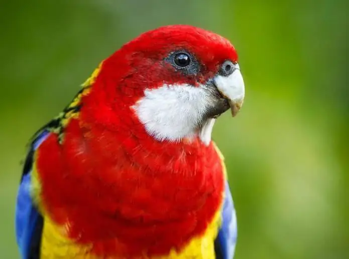 rosella variegada