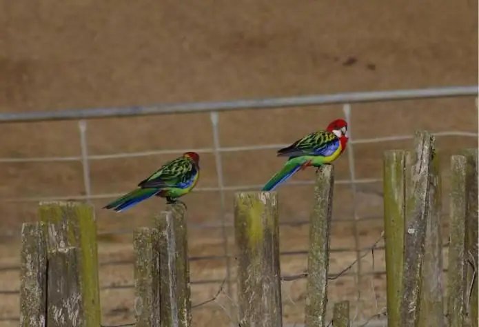 tarka rosella tartalom