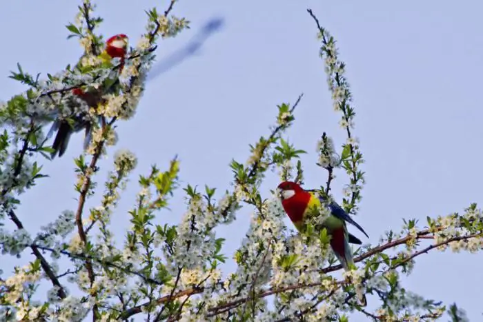 tarka rosella meddig élnek