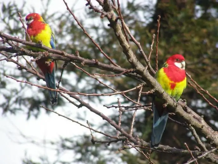 cara memberi makan rosella beraneka ragam