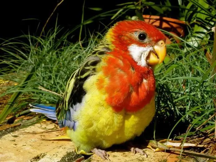 com determinar l'edat de la rosella abigarrada