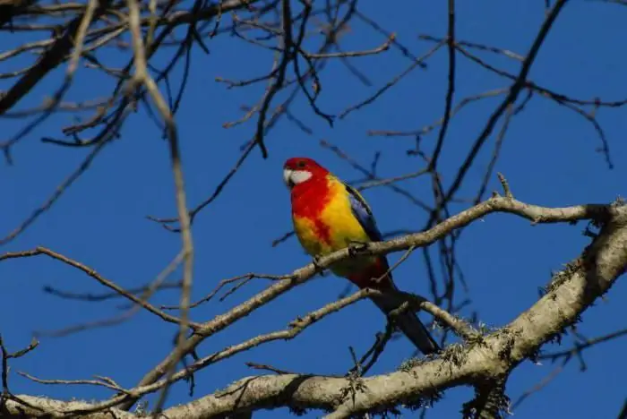 rosella mottled price