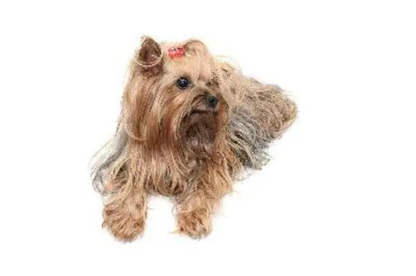 kuidas kodus yorkie't tualettruumi treenida