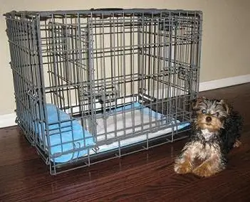 Cómo entrenar a un yorkie para ir al baño