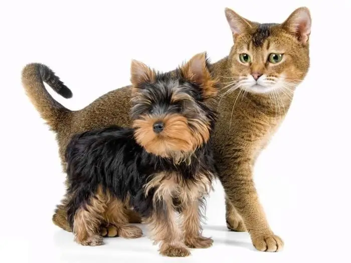 como treinar um cachorro yorkie