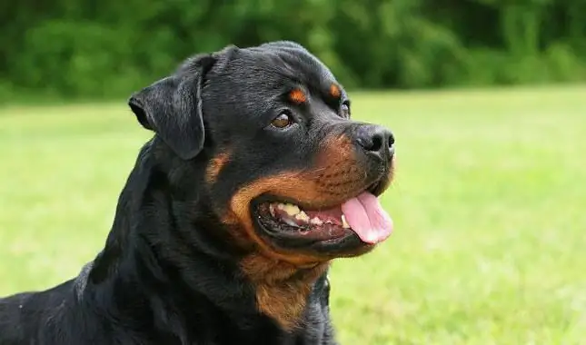 wie lange leben rottweiler