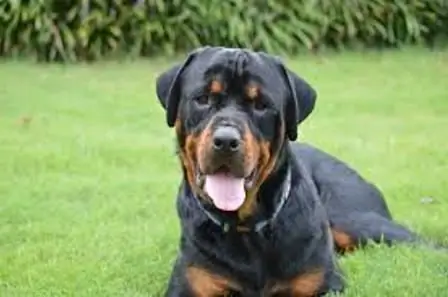 rottweilers nyob ntev npaum li cas