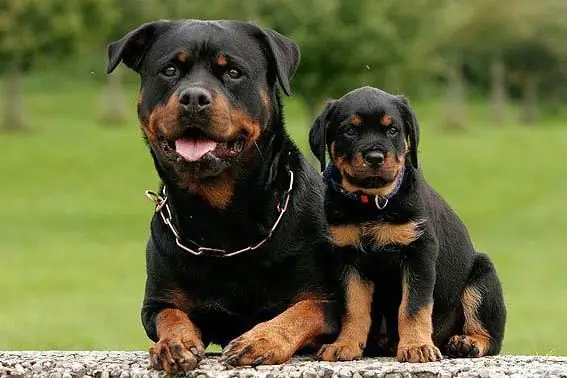 Rottweiler itlari qancha yashaydi