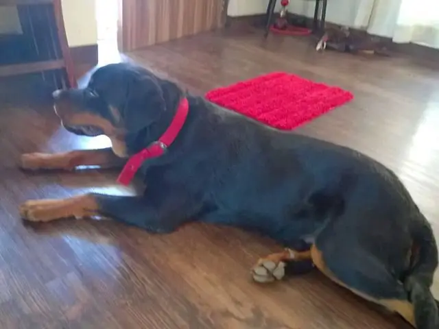 كم من الوقت يعيشونrottweilers في المنزل