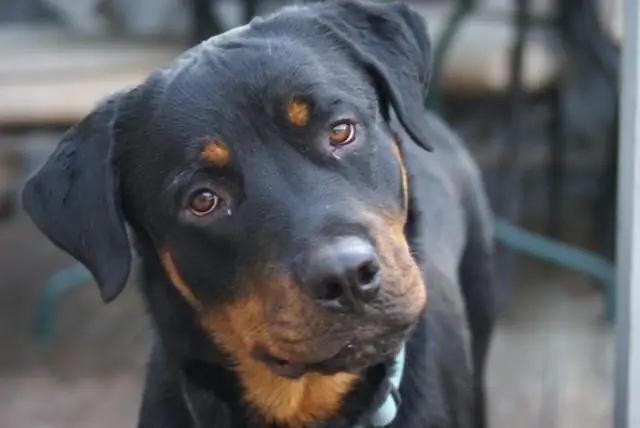 Ntev npaum li cas cov dev rottweiler nyob