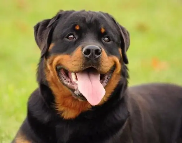 rottweiler կյանքը