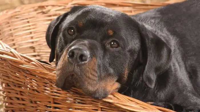 hvor længe lever en rottweiler