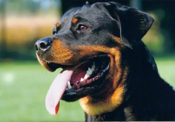 berapa lama anjing rottweiler hidup?