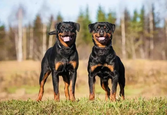 berapa lama anjing rottweiler hidup?