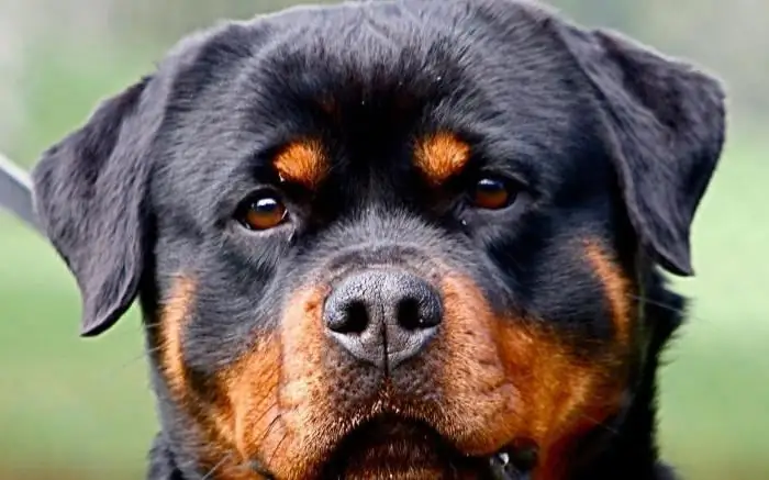 berapa lama rottweiler hidup berat rottweiler