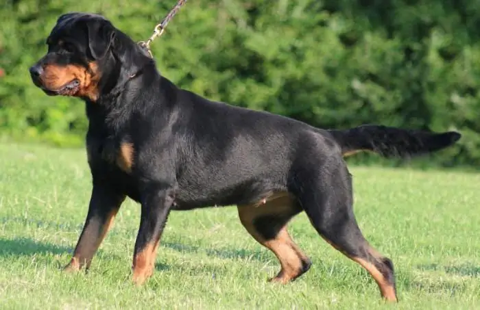 berapa lama rottweiler hidup?