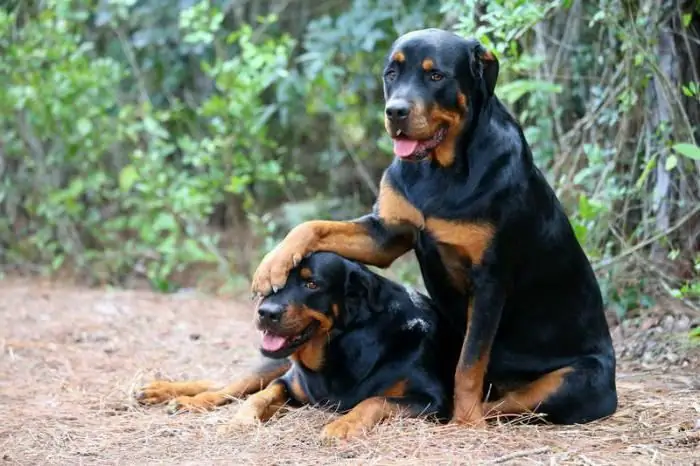 combien de temps vit un rottweiler