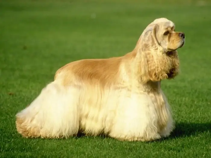 người Mỹ spaniel