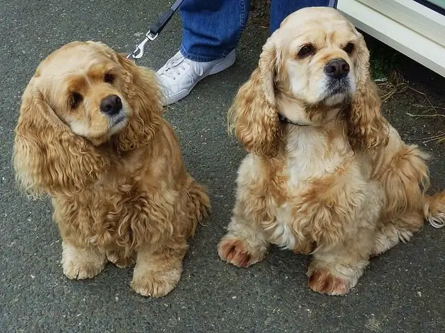 ulasan american cocker spaniel